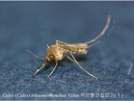 경북도, 올해 첫‘일본뇌염 매개 모기’채집 기사 이미지