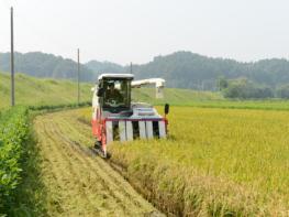 영주시, ‘전략작물직불제’ 신청‧접수…쌀 수급 안정 유도 기사 이미지