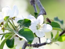 [화보] 사과꽃 향기 가득한 청송  기사 이미지