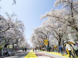 2024 안동벚꽃축제,, 4월 7일까지 기간 연장 운영 기사 이미지
