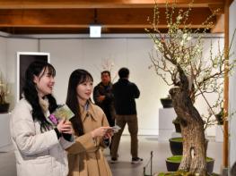 영주시, 한국선비매화공원 '매화 개화' 알리며 이른 봄맞이 기사 이미지