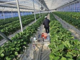 예천군, 딸기 농가에 ‘스마트팜 작업자 추종 운반 로봇’ 도입 기사 이미지