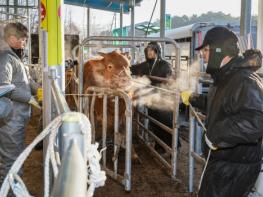 예천군, 예천가축경매시장 경매로 축산 농가 활력에 박차 기사 이미지