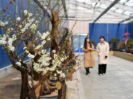 선비 정신과 한국 전통 매화의 품격을 담은 '매화분재 전시회',, 영주에서 만나요 기사 이미지