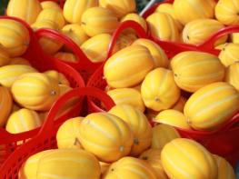 이상기후 뚫고 결실 맺은 고당도 '예천참외' 출하 시작 기사 이미지