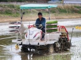 예천군 조생종 벼 모내기 본격화... 고품질 쌀 생산 박차 기사 이미지