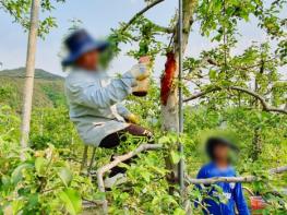 청송군, 외국인 계절근로자 451명 순차 입국 농촌 인력난 숨통 튼다 기사 이미지