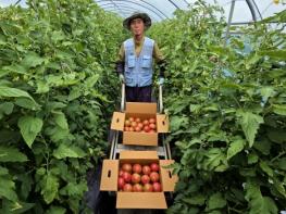 예천군 감천면, 아삭하고 달콤한 ‘돌토마토’ 본격 출하 기사 이미지