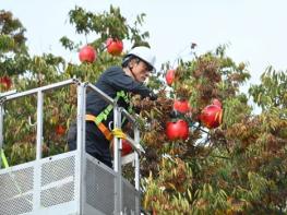 청송이 사과로 물드는 특별한 시간! - 제20회 청송사과축제, 11월 4일 화려한 개막 기사 이미지